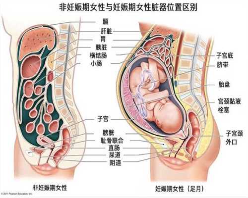 同性试管婴儿原理_男同生孩子可以在中国落户么_同性恋可以做试管婴儿吗？同